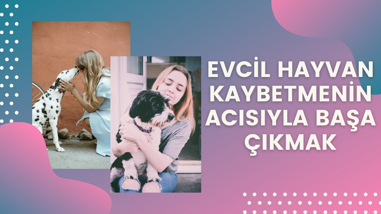 Evcil hayvan